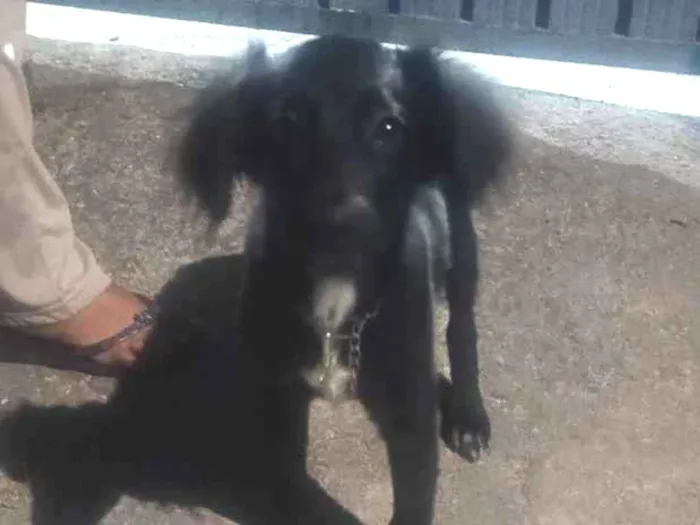 Cachorro raça Labrador idade 2 a 6 meses nome sem nome 