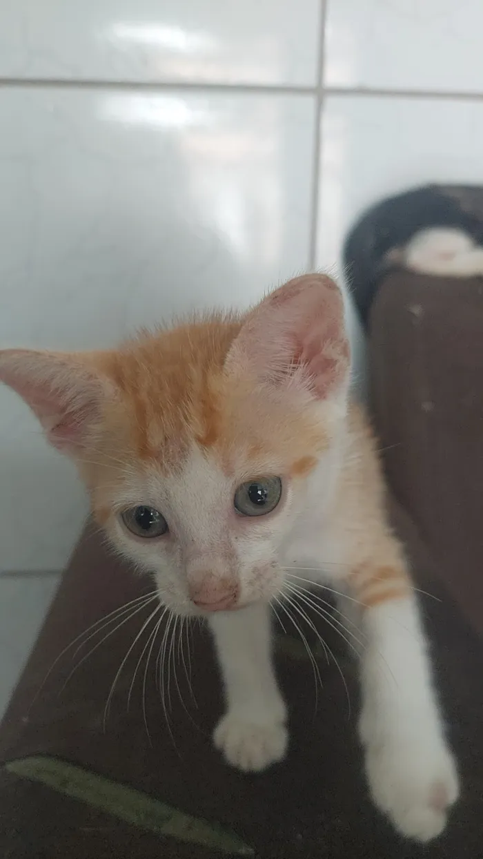 Gato raça SRD-ViraLata idade 2 a 6 meses nome Nuvem