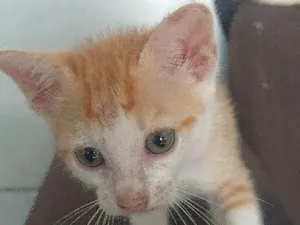Gato raça SRD-ViraLata idade 2 a 6 meses nome Nuvem