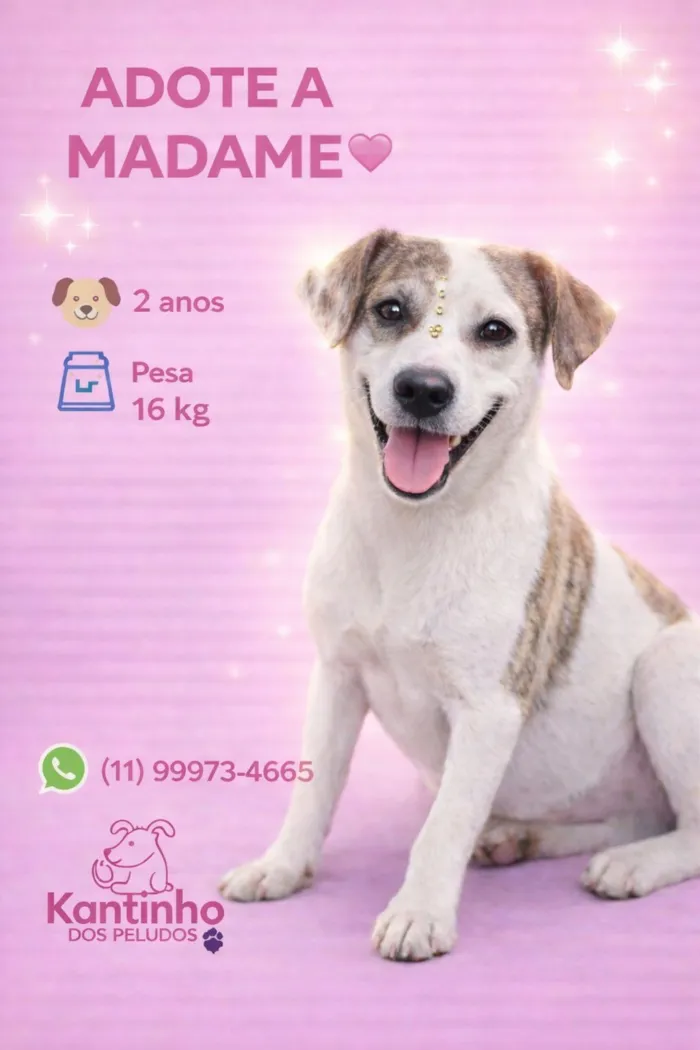 Cachorro raça SRD-ViraLata idade 2 anos nome Madame