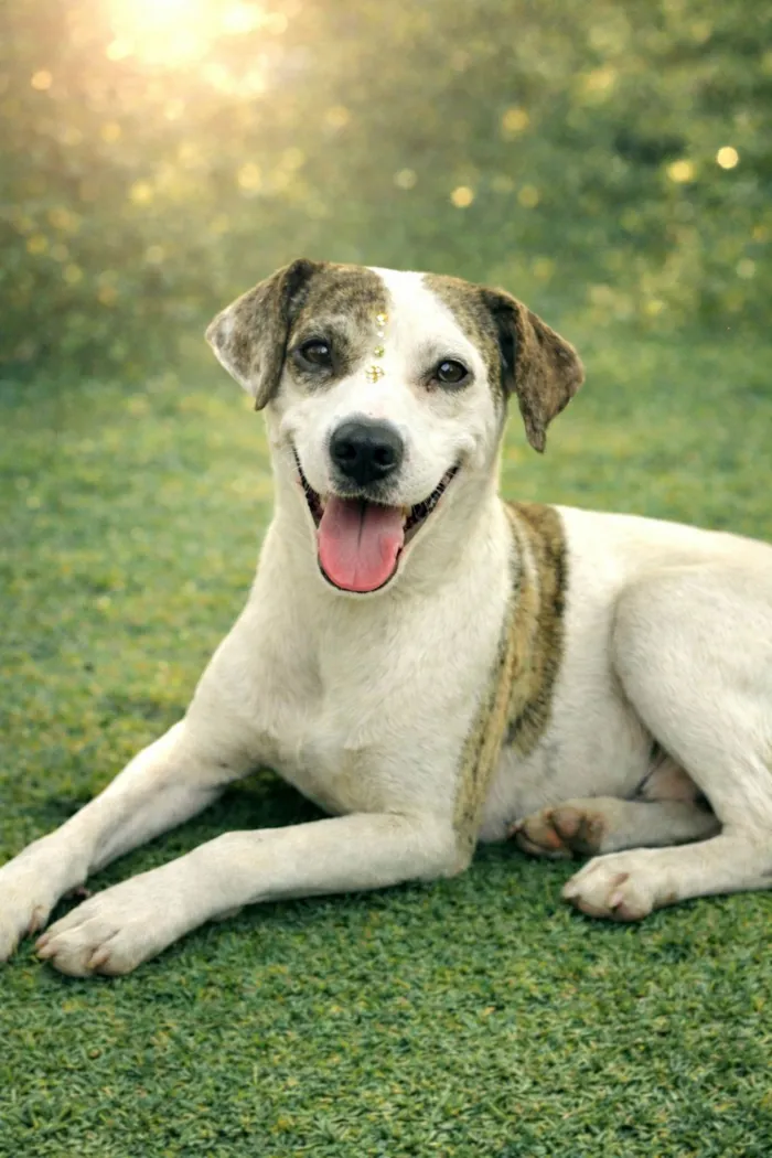 Cachorro raça SRD-ViraLata idade 2 anos nome Madame