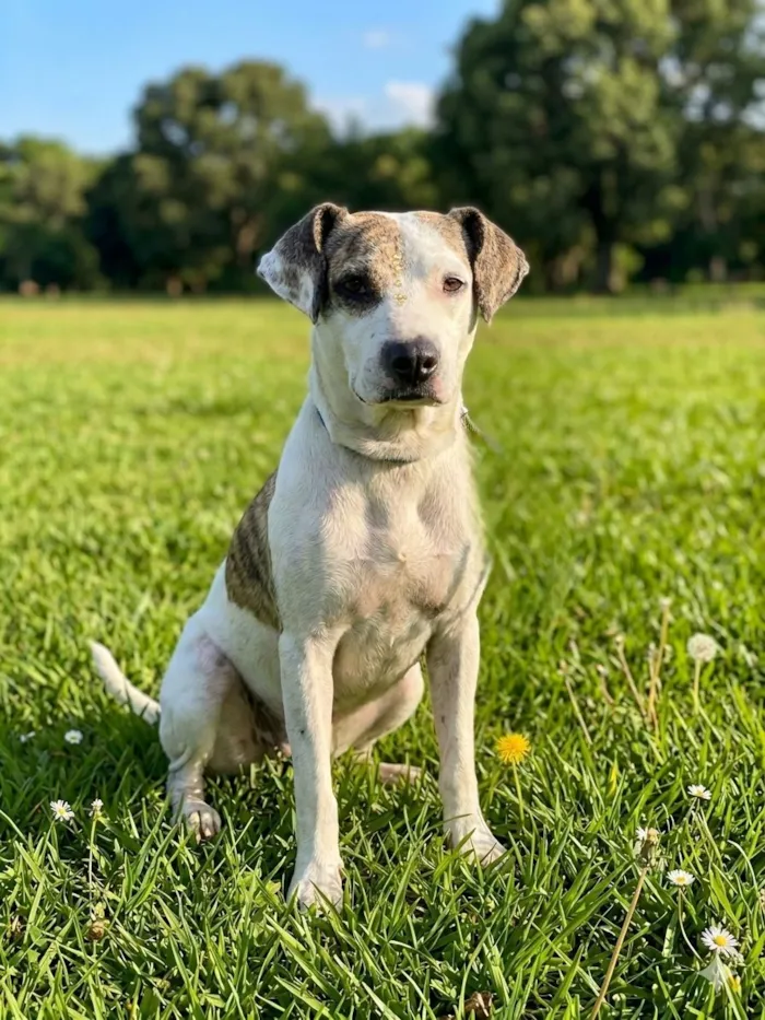 Cachorro raça SRD-ViraLata idade 2 anos nome Madame