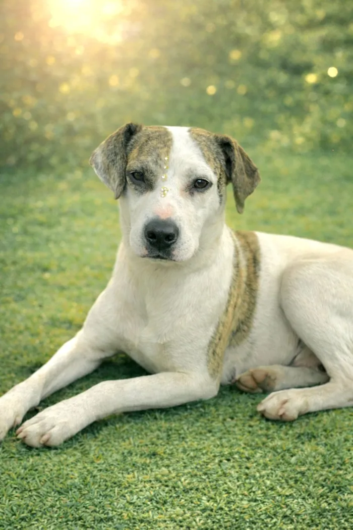 Cachorro raça SRD-ViraLata idade 2 anos nome Madame