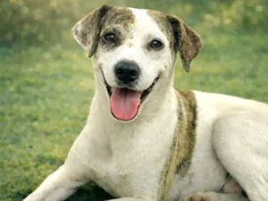 Cachorro raça SRD-ViraLata idade 2 anos nome Madame