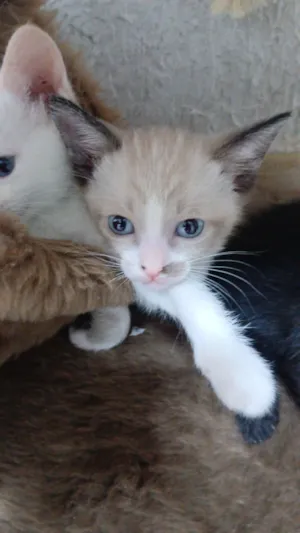 Gato raça Siamês idade 2 a 6 meses nome Sara
