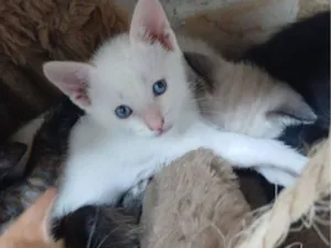 Gato raça Siamês idade 2 a 6 meses nome Neve