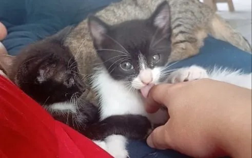 Gato raça SRD-ViraLata idade Abaixo de 2 meses nome fufi