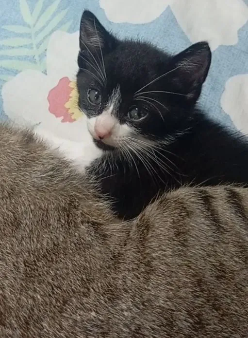 Gato raça SRD-ViraLata idade Abaixo de 2 meses nome fufi