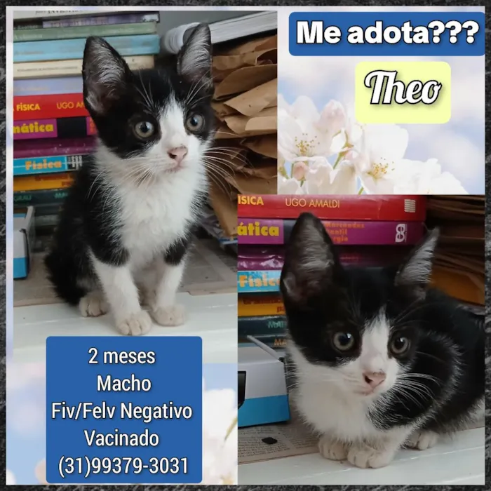 Gato raça SRD-ViraLata idade 2 a 6 meses nome Theo