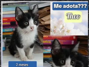 Gato raça SRD-ViraLata idade 2 a 6 meses nome Theo