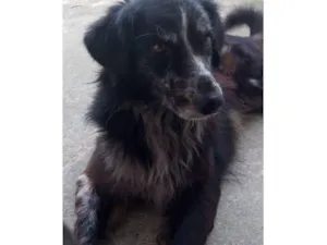 Cachorro raça SRD-ViraLata idade 6 ou mais anos nome Bob