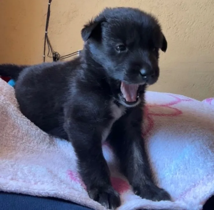 Cachorro raça SRD-ViraLata idade 2 a 6 meses nome Luck