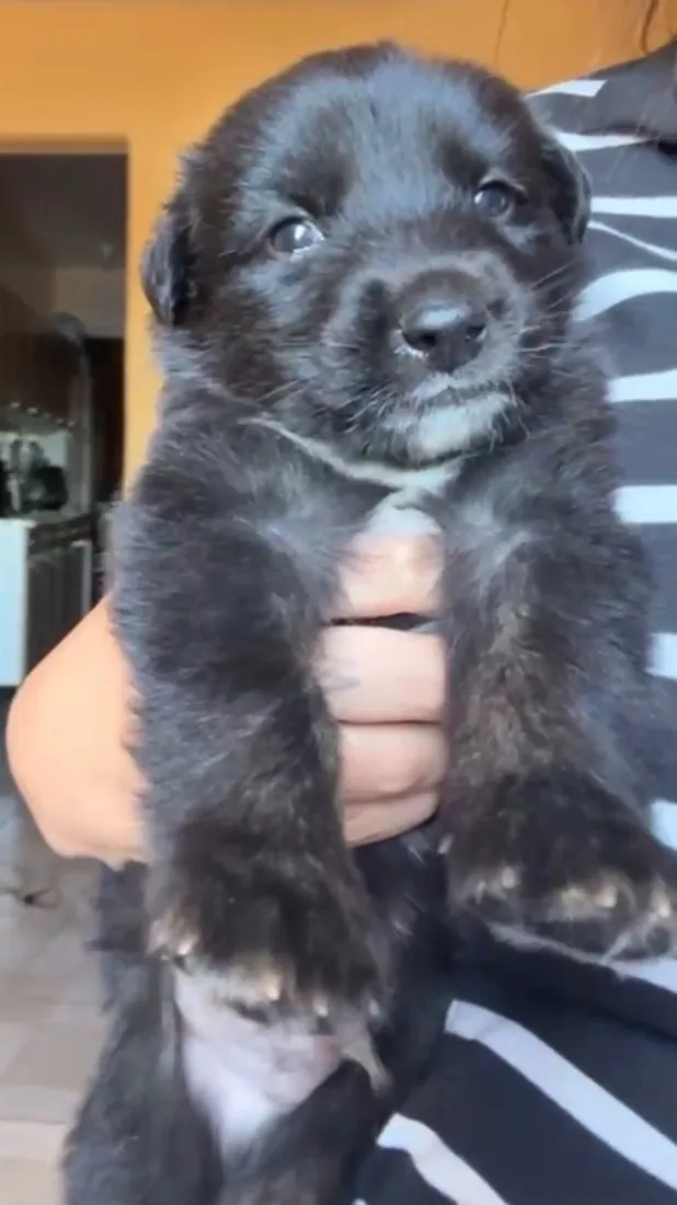 Cachorro raça SRD-ViraLata idade 2 a 6 meses nome Luck