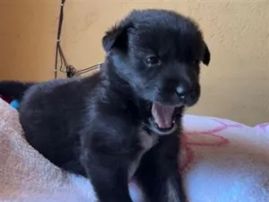 Cachorro raça SRD-ViraLata idade 2 a 6 meses nome Luck