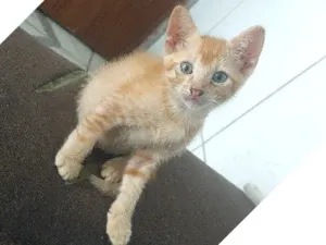 Gato raça SRD-ViraLata idade 2 a 6 meses nome Caramelo