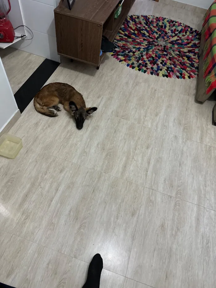 Cachorro raça Pastor Alemão idade 2 a 6 meses nome Riquinho