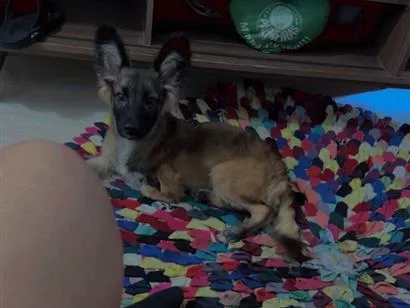 Cachorro raça Pastor Alemão idade 2 a 6 meses nome Riquinho