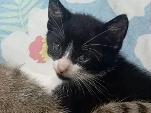 Gato raça SRD-ViraLata idade Abaixo de 2 meses nome fufi
