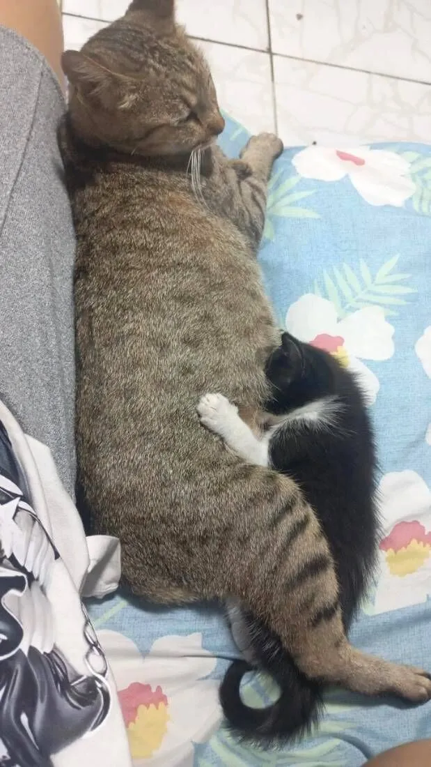 Gato raça SRD-ViraLata idade Abaixo de 2 meses nome fufi