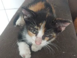 Gato raça SRD-ViraLata idade 2 a 6 meses nome Bolinha