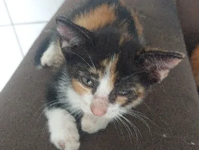 Gato raça SRD-ViraLata idade 2 a 6 meses nome Bolinha