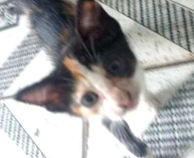 Gato raça SRD-ViraLata idade Abaixo de 2 meses nome Guerreiro