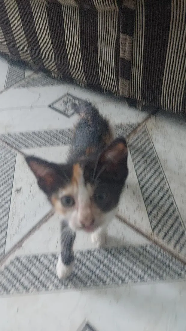 Gato raça SRD-ViraLata idade Abaixo de 2 meses nome Guerreiro