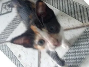 Gato raça SRD-ViraLata idade Abaixo de 2 meses nome Guerreiro