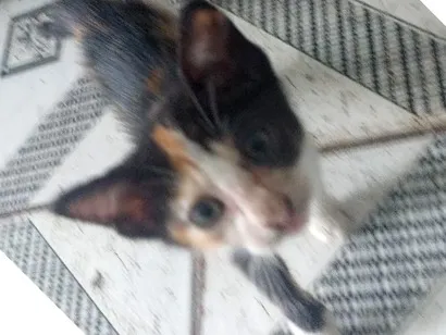 Gato raça SRD-ViraLata idade Abaixo de 2 meses nome Guerreiro