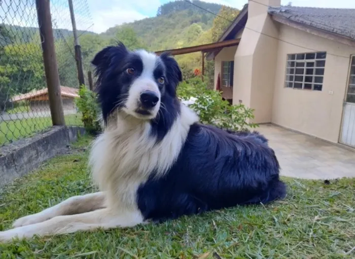 Cachorro raça SRD-ViraLata idade 2 anos nome Hipe