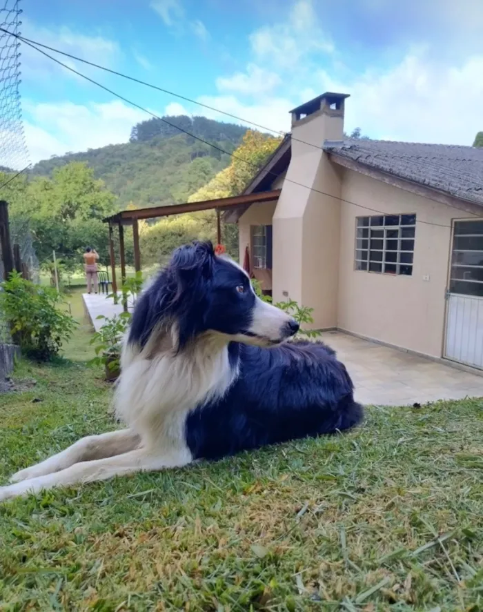 Cachorro raça SRD-ViraLata idade 2 anos nome Hipe