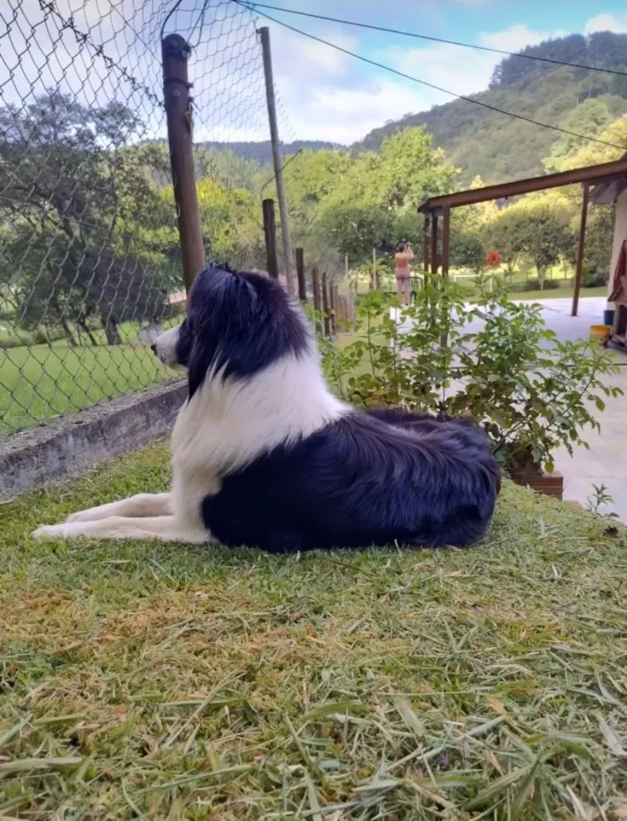 Cachorro raça SRD-ViraLata idade 2 anos nome Hipe