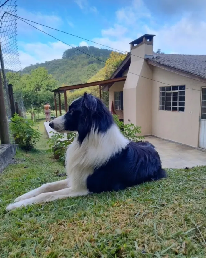 Cachorro raça SRD-ViraLata idade 2 anos nome Hipe