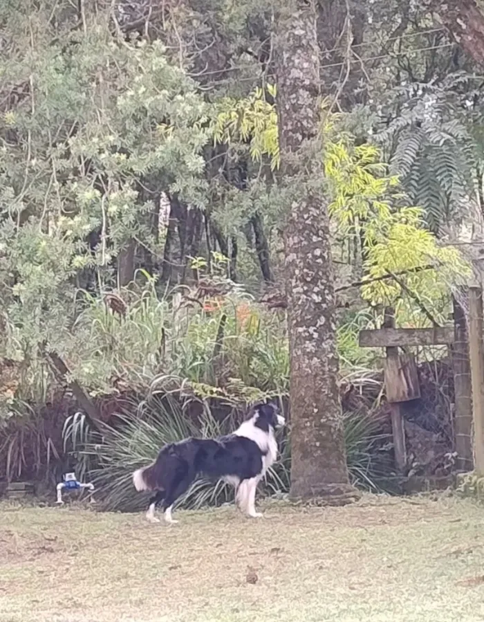 Cachorro raça SRD-ViraLata idade 2 anos nome Hipe