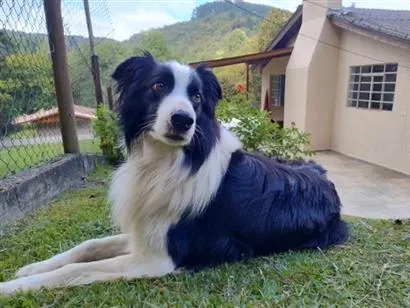 Cachorro raça SRD-ViraLata idade 2 anos nome Hipe