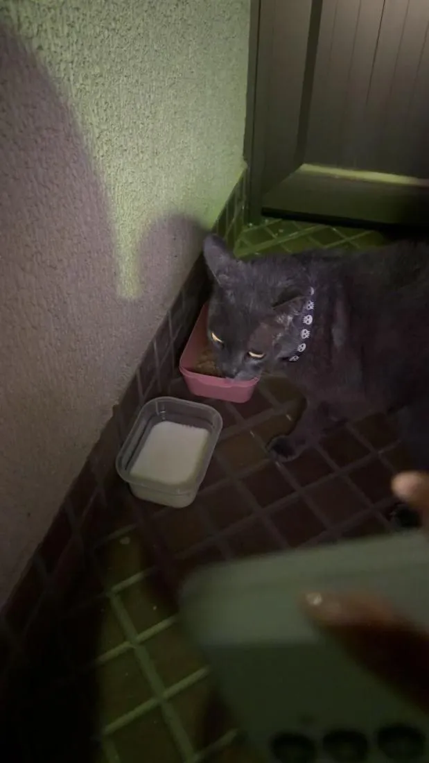 Gato raça Persa idade 1 ano nome gato cinza 