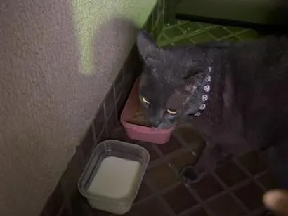 Gato raça Persa idade 1 ano nome gato cinza 