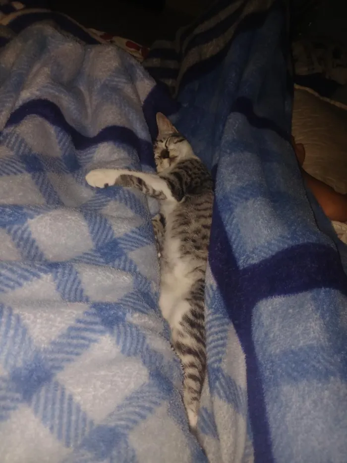 Gato raça SRD-ViraLata idade 7 a 11 meses nome diana