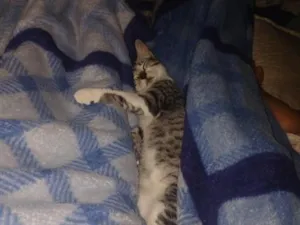 Gato raça SRD-ViraLata idade 7 a 11 meses nome diana