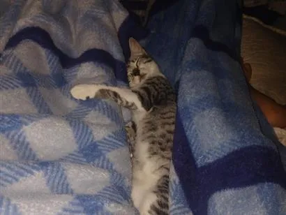 Gato raça SRD-ViraLata idade 7 a 11 meses nome diana