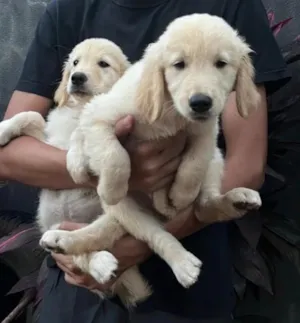 Cachorro raça SRD-ViraLata idade Abaixo de 2 meses nome Rabito