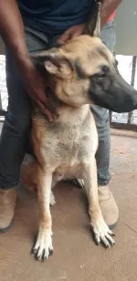 Cachorro raça Pastor Alemão idade 1 ano nome negrito