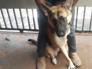 Cachorro raça Pastor Alemão idade 1 ano nome negrito
