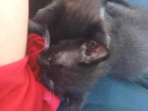 Gato raça SRD-ViraLata idade Abaixo de 2 meses nome fofucho