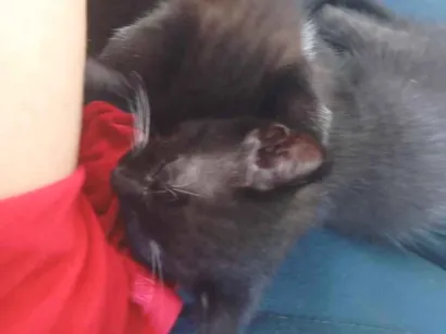 Gato raça SRD-ViraLata idade Abaixo de 2 meses nome fofucho