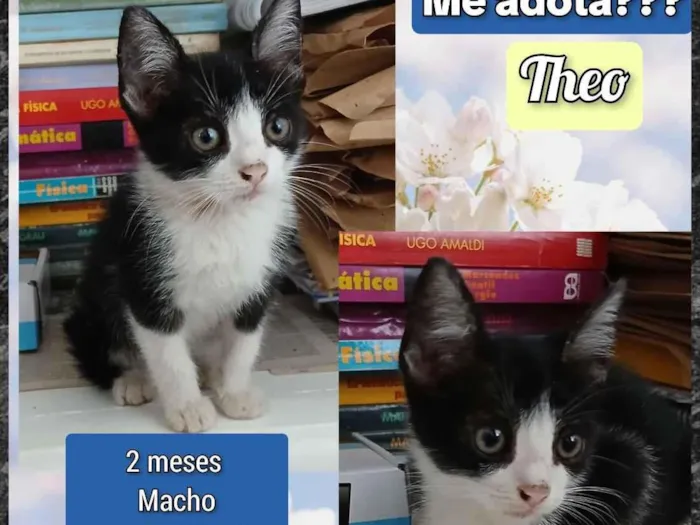 Gato raça SRD-ViraLata idade 2 a 6 meses nome Theo