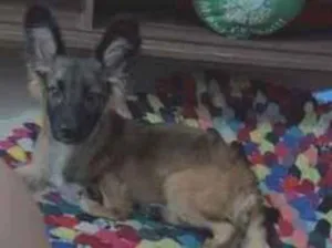 Cachorro raça Pastor Alemão idade 2 a 6 meses nome Riquinho