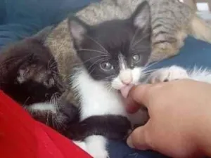 Gato raça SRD-ViraLata idade Abaixo de 2 meses nome fufi