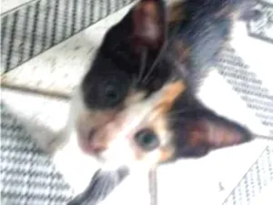 Gato raça SRD-ViraLata idade Abaixo de 2 meses nome Guerreiro