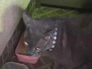 Gato raça Persa idade 1 ano nome gato cinza 